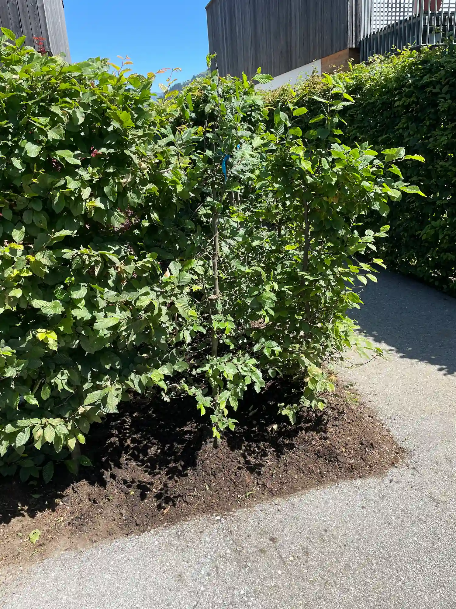 HG Erdbewegungen sorgt für die Pflege und Instandhaltung ihres Grundstücks im Tiroler Unterland.